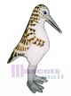 Anterior